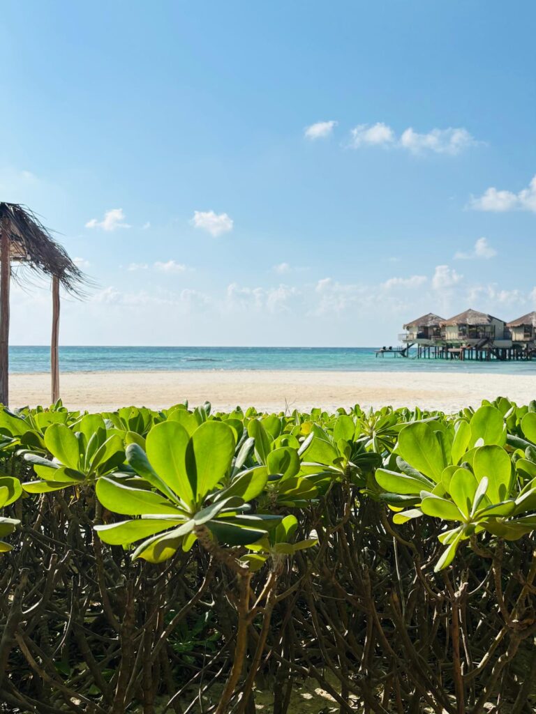 Beautiful scenic picture of a calm and pristine beach at El Dorado Maroma
