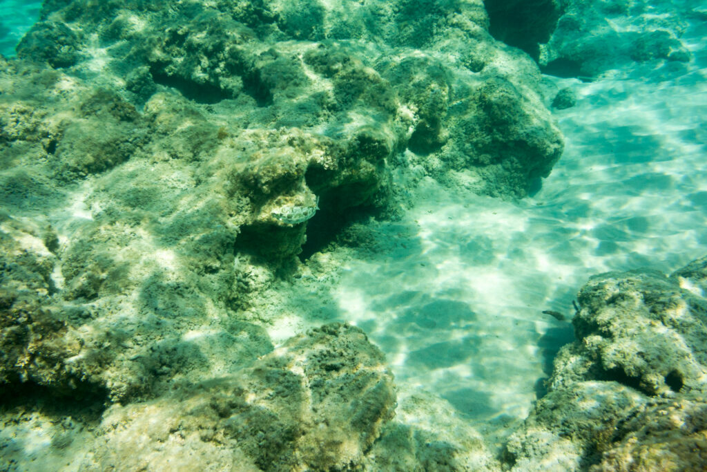 Snorkeling over shallow coral reef with tropical fish in the clear turquoise water off Aruba