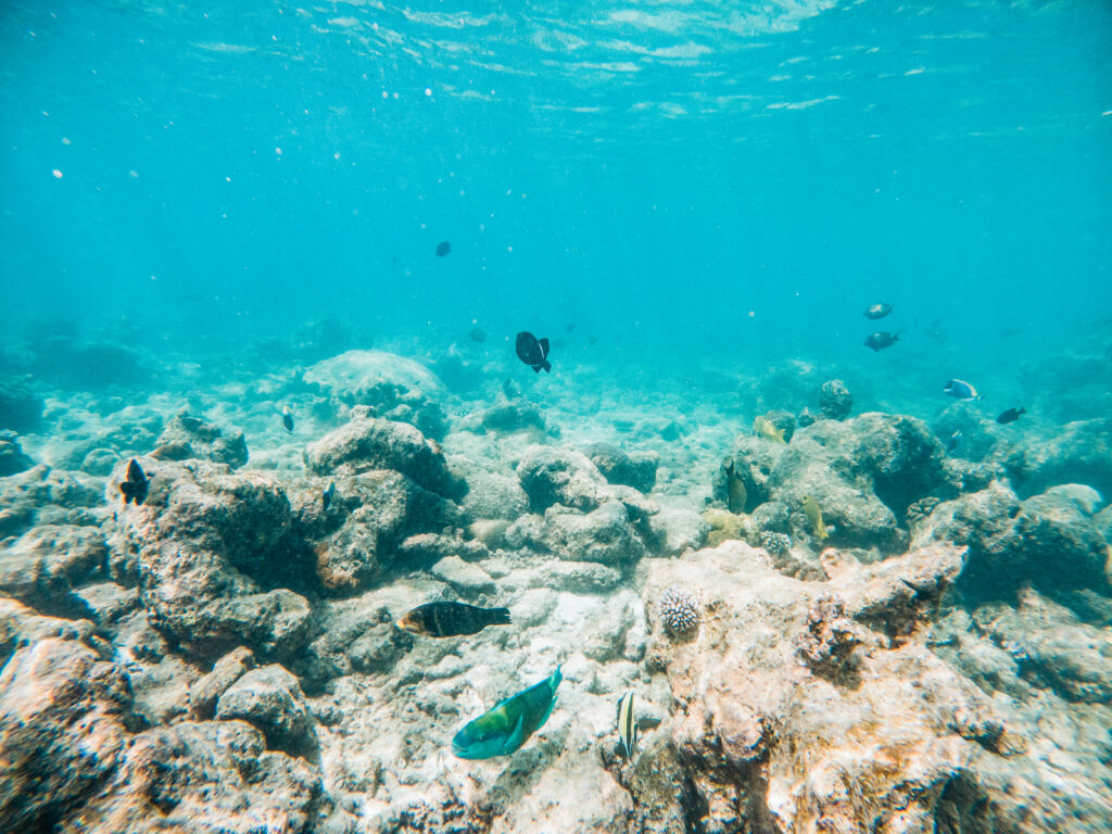 The Best Places to Visit in Aruba for a Snorkeling Trip