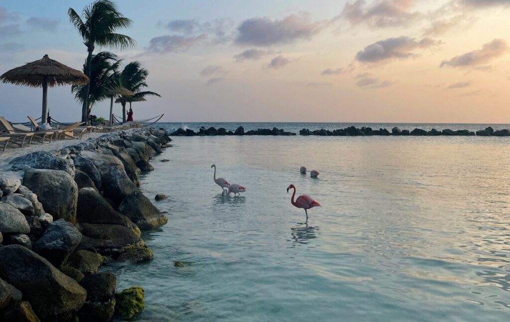 Flamingos wading in shallow turquoise water at sunset on an Aruba beach, with palm trees and thatched umbrellas along the rocky shore